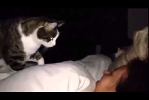 Кот будит хозяйку