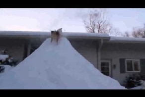 Собаки прыгают за снегом