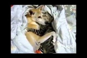 Кошка лучший друг собаки 