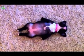 Собачка притворилась мертвой 