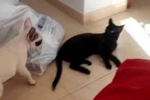 Бульдог против черного кота 