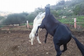 Лошади тоже умеют валять дурака