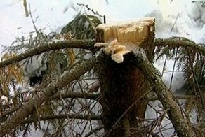 Срубил он нашу елочку