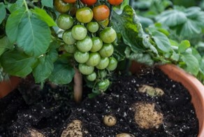 “TomTato”: гибрид картофеля и помидора