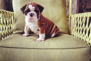 17 потрясающе милых собачек в морщинках