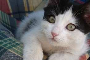 Кот играет с листиком