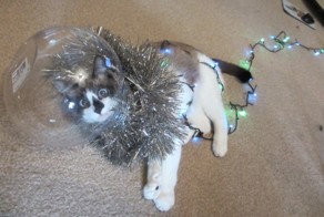 20 фото домашних животных, которые скрасят ожидание Нового года