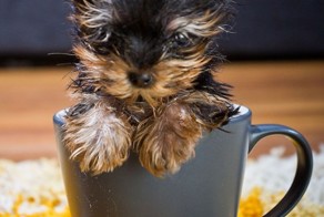 Две чашечки милоты, пожалуйста!