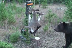 Смекалистый мишка