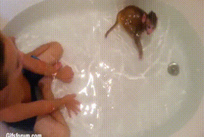 Вечерние купания