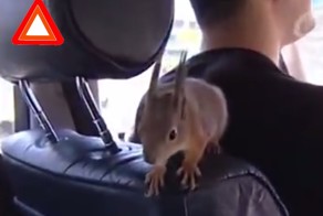 Необычное такси... с белочкой! 