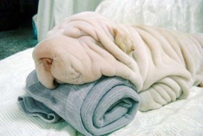 Животные, которые маскируются, как боги