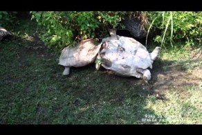 Большая черепаха помогает своему другу перевернуться