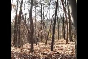 Призрак в лесу Alfaguara