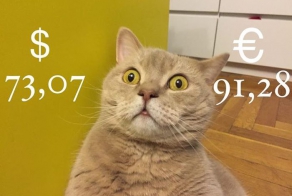 Черный понедельник