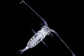 Топ-15 животных с экстраординарными качествами