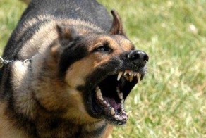 Как заткнуть собаку?