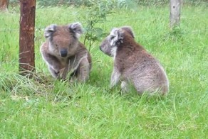  Разборка коал 