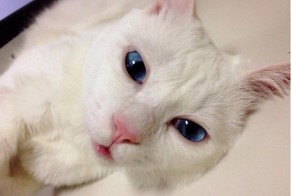 Потусторонняя кошка