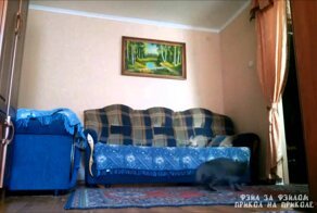 Кот сделал красивое сальто назад 