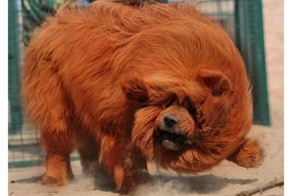 Животные и насекомые о которых вам не рассказывали