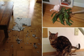 Злюки-коты