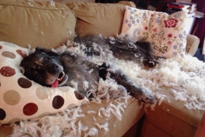 30 провинившихся питомцев