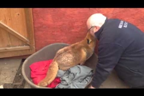 Лиса и человек 