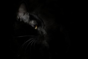 Сутки из жизни Котэ