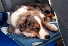 Пёс услышал свою любимою песню 