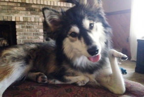 Инновационные протезы лап, напечатанные на 3D принтере