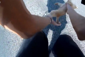 Мотоциклист попытался помочь котенку, которого сбила машина