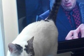 Фото котов, сделанных в самый подходящий момент. Смех до слез!