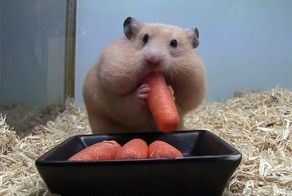 Лечение депрессии хомяками