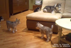 Веселая хаски мама