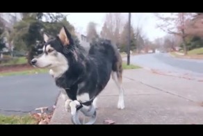 Собака стала снова бегать, благодаря 3-D Hi-Tech