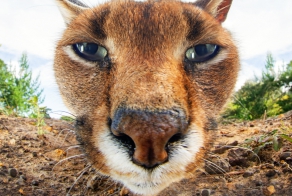 30 потрясающих фотографий, которые в 2014 году покорили весь мир