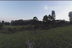 Кенгуру против дрона