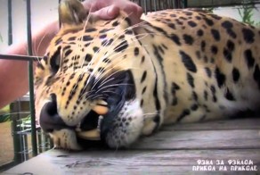 Погладил котика