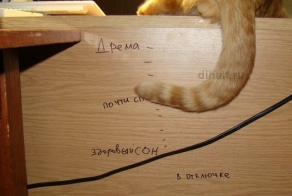Не будите спящего кота!