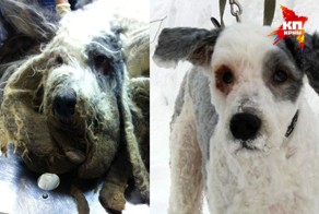 Беда собачья