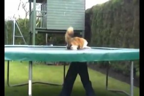 Кошка играется на батуте 