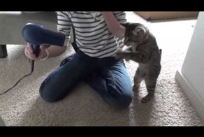Кошка играет с феном 