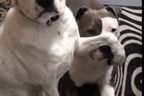 Шарик, ты главное молчи!