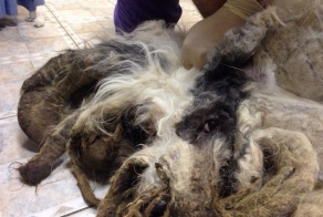 За год собака, запертая в квартире, превратилась в лохматое чудовище