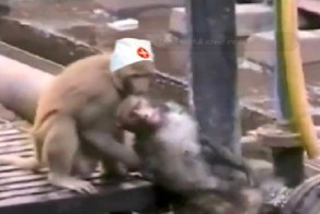 Обезьяна спасла упавшего на рельсы друга