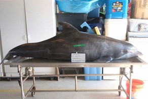 Во Флориде ребенок признался в убийстве дельфина