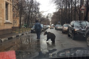 Прогулка с медведем