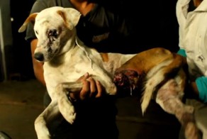 Спасение бездомной собаки в Индии 