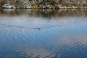 Кто там плывёт?